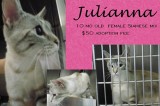 Julianna is a 10-Month-Old Female Siamese Mix Cat