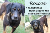 Roscoe is a 7-Year-Old Hound/Rott Mix