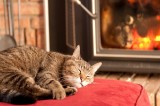 State Fire Marshal Offers Home Safety Tips for National Pet Fire Safety Day