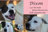 Dixon is a 2-Year-Old Male Boxer/Hound Mix