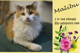 Malibu is a 1-Year-Old Female Cat
