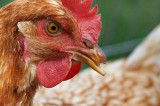 Poultry Owners Urged to Help Prevent Outbreak of Avian Influenza
