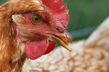 Poultry Owners Urged to Help Prevent Outbreak of Avian Influenza Poultry Owners Urged to Help Prevent Outbreak of Avian Influenza