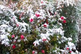 Wintery Weather Whittles Away at Snow Days Wintery Weather Whittles Away at Snow Days