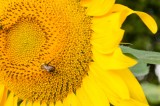Bee Prepared: How to Treat a Bee Sting