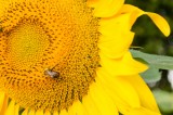 Bee Prepared: How to Treat a Bee Sting Bee Prepared: How to Treat a Bee Sting