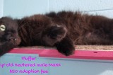 Fluffer – Contact C.A.R.E. at  (865) 471-5696