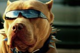 Summer Safety Is Important for Fur Babies Also Summer Safety Is Important for Fur Babies Also