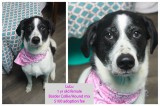 LuLu – Contact C.A.R.E. at (865) 471-5696