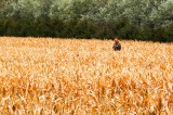 TWRA Leasing Fields for 2018 Dove Season TWRA Leasing Fields for 2018 Dove Season