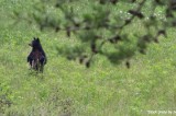 Park temporarily closes trails in the Gatlinburg area due to bear activity