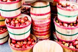 It’s Apple Pickin’ Time in Tennessee It’s Apple Pickin’ Time in Tennessee