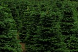 Find the Holiday Spirit at Tennessee Christmas Tree Farms