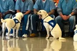 Families Receive Service Dogs Trained By Offenders