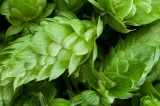 UT Extension Offers Workshops about Growing Hops as a Specialty Crop UT Extension Offers Workshops about Growing Hops as a Specialty Crop