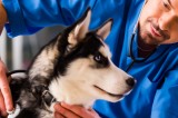 New Study Finds Higher than Expected Number of Suicide Deaths among U.S. Veterinarians New Study Finds Higher than Expected Number of Suicide Deaths among U.S. Veterinarians