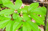 These 10 Plants Shaped Tennessee These 10 Plants Shaped Tennessee