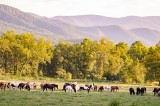 Equine Piroplasmosis Detected in 22 Tennessee Horses