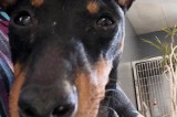Missing Dog Missing Dog