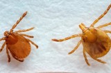 Invasive Tick Detected in Tennessee Invasive Tick Detected in Tennessee