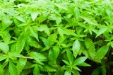 New Rules for Tennessee’s Hemp Program New Rules for Tennessee’s Hemp Program