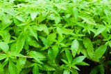 New Rules for Tennessee’s Hemp Program