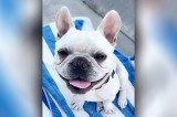 Missing Dog – Cooper from New Market Missing Dog – Cooper from New Market