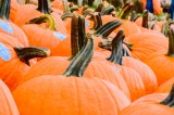 Picking the Perfect Pumpkin