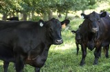 UT Plateau AgResearch Center to Host Online Auction for Fall Cattle Sale UT Plateau AgResearch Center to Host Online Auction for Fall Cattle Sale