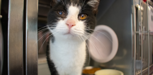 I am Bullseye. I like pets. And I like headbutts. I am Bullseye. I like pets. And I like headbutts.
