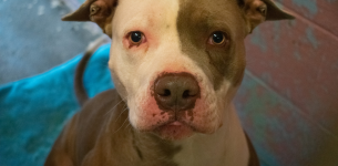 I am Smoke. I am the sweetest. I am Smoke. I am the sweetest.