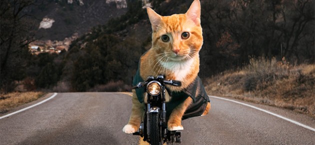 Cool Cat Garfield Cool Cat Garfield
