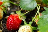 Tennessee Strawberry Season is Here