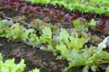 Apply Now for 2023 Specialty Crop Block Grants Apply Now for 2023 Specialty Crop Block Grants