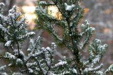 Light Unexpected Snowfall Takes Heavy Toll On Lakeway Area Light Unexpected Snowfall Takes Heavy Toll On Lakeway Area