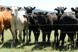 State Veterinarian Alerts Cattle Owners to Disease Detection State Veterinarian Alerts Cattle Owners to Disease Detection