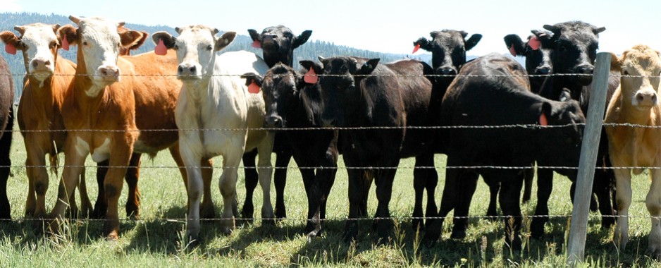 State Veterinarian Alerts Cattle Owners to Disease Detection
