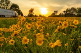 TENNESSEE POLLINATOR EFFORTS RECOGNIZED BY INTERNATIONAL NON-PROFIT TENNESSEE POLLINATOR EFFORTS RECOGNIZED BY INTERNATIONAL NON-PROFIT