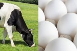 Updates on Highly Pathogenic Avian Influenza (HPAI) Updates on Highly Pathogenic Avian Influenza (HPAI)