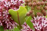 TDOT Celebrates Pollinator Week and Resumes Project Milkweed Orders TDOT Celebrates Pollinator Week and Resumes Project Milkweed Orders