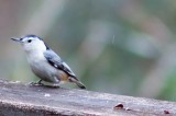 Help Our Feathered Friends This Winter Help Our Feathered Friends This Winter