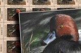 NEW 2024 COLLECTIBLE WATERFOWL STAMP AVAILABLE THROUGH TWRA NEW 2024 COLLECTIBLE WATERFOWL STAMP AVAILABLE THROUGH TWRA