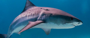 Shark bites tied for 10-year low in 2022 but spiked in regional hotspots –  Research News